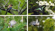 「５本の樹」計画の在来種中心の植栽がウェルビーイングの向上に寄与
東京大学と積水ハウス、生物多様性と健康に関する共同研究についての最新分析結果を発表