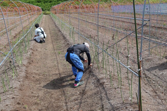 ニラ、アスパラガスの名産地、山形県最上町アシストスーツ40台導入