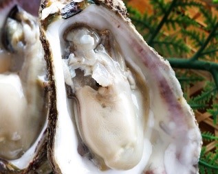 食体験フェアも開催！糸魚川の壮大な大地と海が育むオンリーワンな食文化の発信に(株)クロスポイントソリューションが貢献！