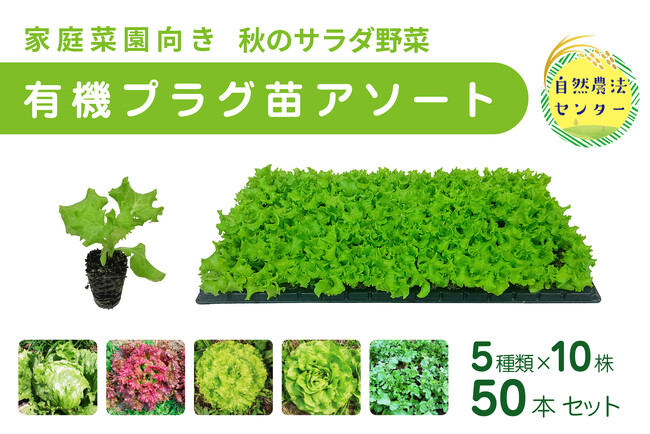 【受注販売】家庭菜園向き「有機プラグ苗アソート」新発売！！ 秋のサラダ野菜5品種×10苗セット（公益財団法人 自然農法センター）