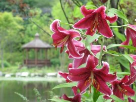 夏 カサブランカ・スターガザール 夏 カサブランカ・スターガザール