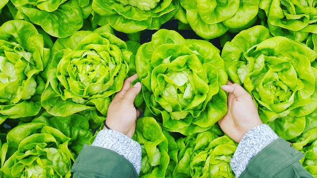 【JGAP取得の手間とコストを大幅削減】AgriPediaが「GAPマネジメント代行」を7月12日スタート