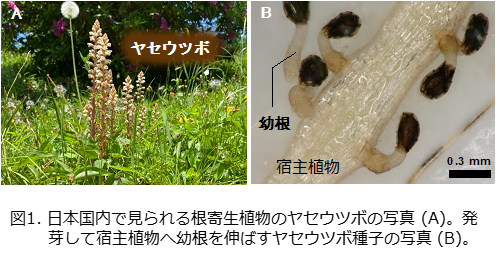植物ホルモンであるオーキシンが根寄生雑草の幼根伸長を制御することを発見～根寄生雑草を防除するための新たなツールの構築に期待～
