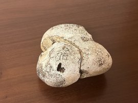 今回発見された龍涎香 今回発見された龍涎香