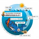 龍涎香がマッコウクジラの腸内で形成されまで 龍涎香がマッコウクジラの腸内で形成されまで