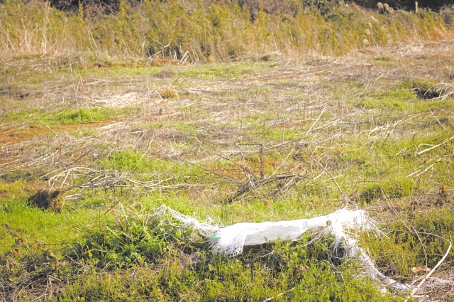 「ソルガム」育成実験:土壌 vs 傾斜地、成長と害虫の影響を比較
