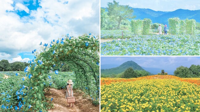 【広島／世羅】ヘブンリーブルーの丘《Flower village 花夢の里》