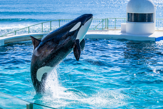 主要レジャー施設、約2割でチケット値上げ　「水族館」の入場料平均、初の2千円台　運営コスト増が要因