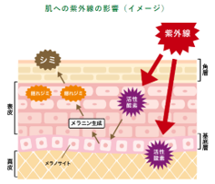 曇りの日でも、日傘を差していても、うっかり紫外線に要注意！？知らないうちに隠れジミができているかも…夏に必見！油断禁物、UVスポットランキング！