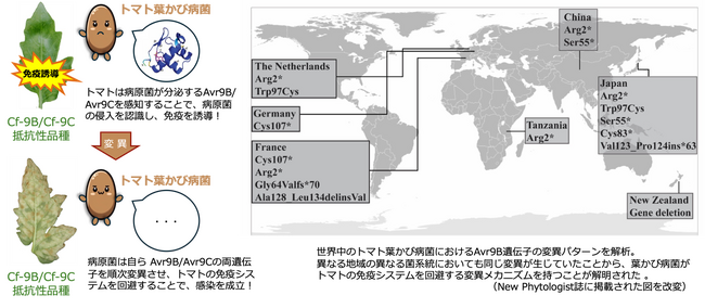 【摂南大学】世界のトマト栽培の安定化に期待
