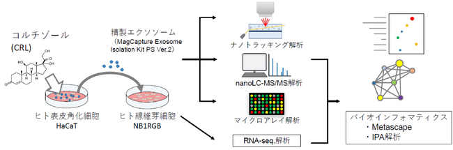早稲田大学×シーボン 共同研究コルチゾールにより変化した表皮細胞由来エクソソームが真皮細胞の機能性に影響を与える可能性を発見