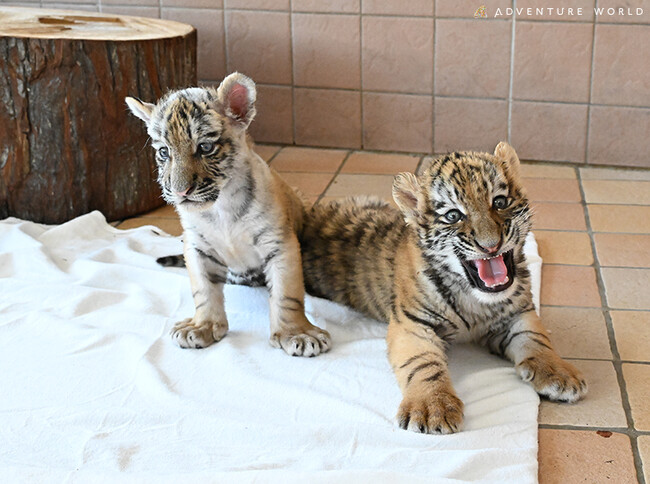 SUMMER CAMP ２０２４　夏が終わる前に。君が大人になる前に。７月２２日（月）「大暑の日」にアムールトラの赤ちゃんへプールをプレゼント！