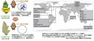 トマトの免疫システムを回避する病原菌の変異メカニズムを解明 世界のトマト栽培の安定化に期待--摂南大学