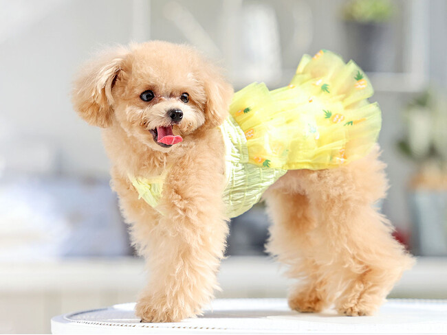 有限会社犬と生活、株式会社テイクオーバーと資本提携のお知らせ