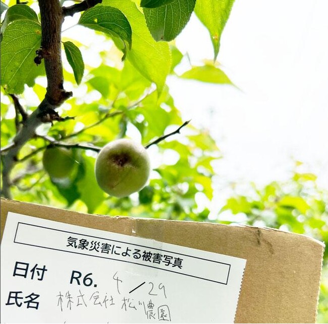 梅が歴史的不作で収穫半減し価格高騰