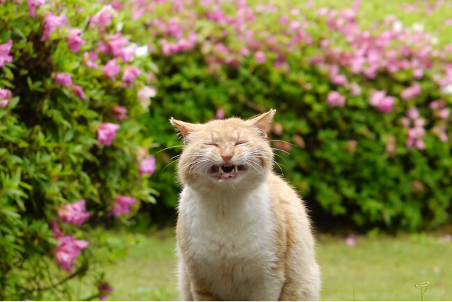 締切り迫る！「命を救われたワンニャンだけの写真動画コンテスト」