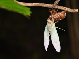 アブラゼミの羽化