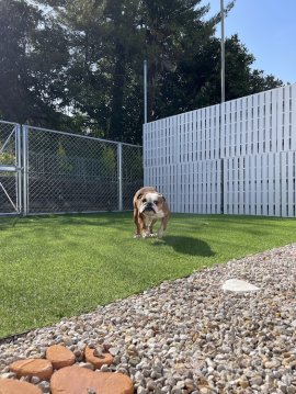 プライベート ドッグラン新設