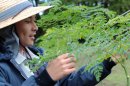 モリンガの葉