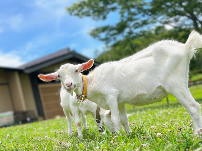 里山の休日 京都・烟河で子ヤギの放牧を開始！動物との触れ合いを通じた“ワクワク”と“癒し”体験で、忘れられない夏に！