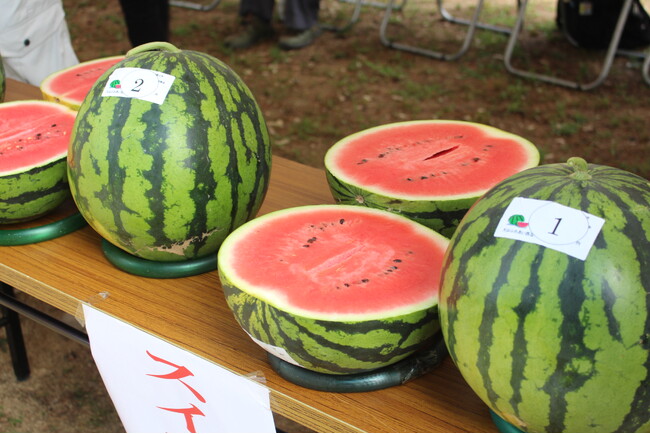 丹波篠山市大山地区「大山スイカ」の季節がやってきました