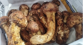 素晴らしい香りと味覚~2024年度ブータン産生松茸 本日より日本初出荷開始~ 素晴らしい香りと味覚~2024年度ブータン産生松茸 本日より日本初出荷開始~