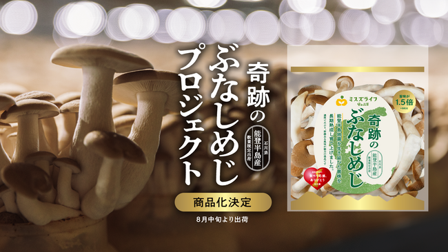 能登半島地震を生き延び、能登工場で育ったぶなしめじ『奇跡のぶなしめじ』の商品化を決定いたしました。7月25日より数量限定で受注開始。“カットぶなしめじ”のパイオニアのミスズライフ