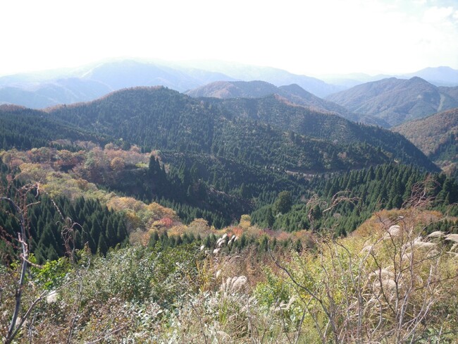 鳥取県中部森林組合とバイウィルが森林クレジットの創出に向け、契約を締結