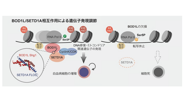 がんを支える遺伝子発現を調節する因子を新たに発見―がんの新規創薬標的部位の同定―