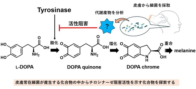 ヒトの皮膚常在菌からチロシナーゼ阻害活性を示す化合物を発見 ～メラニン生成を抑制する安全性の高い化粧品原料の開発に寄与～