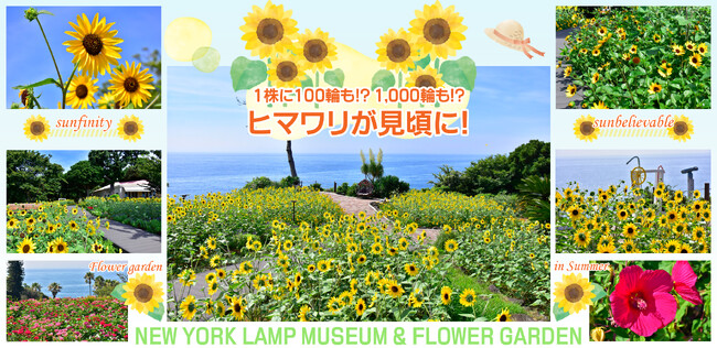 伊豆・城ケ崎海岸の絶景を見渡すフラワーガーデンでヒマワリが見頃に