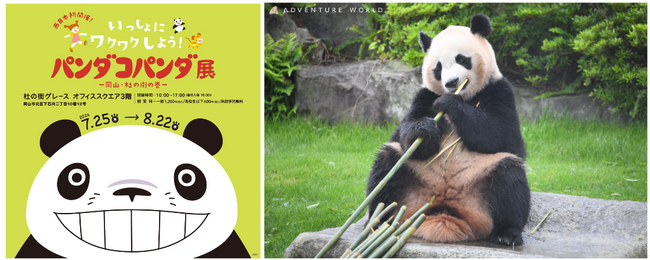 「パンダコパンダ展-岡山・杜の街の巻-」を見た後は、本物のパンダを見に行こう！アドベンチャーワールド１日入園券が当たるXキャンペーンに協賛