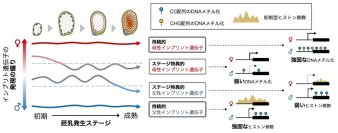 なぜこれだけ多くの仕組みが必要なのか？〜ゲノム刷り込みの多層的な制御機構の解明〜
