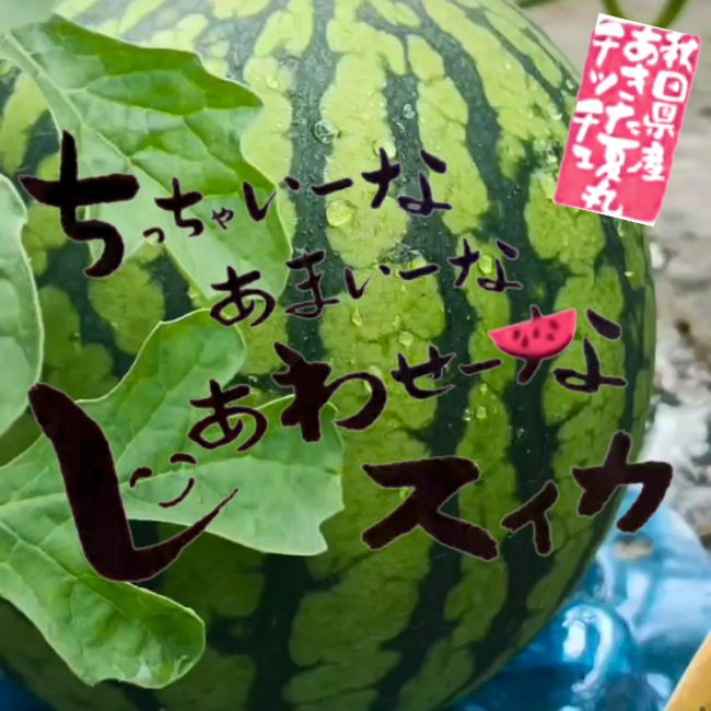 「小玉なのに大玉のシャリ感！皮ギリギリまで甘くて美味しい！」秋田で生まれた小玉スイカ「あきた夏丸チッチェ」を販売開始しました【秋田を贈るECサイト　詩の国商店】
