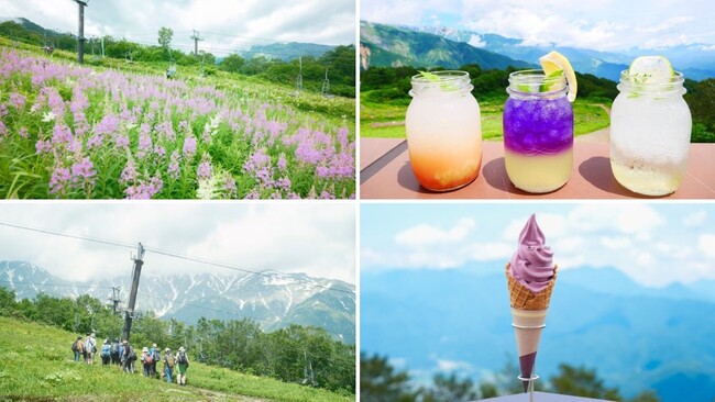 白馬五竜の夏休み！山頂でペルセウス座流星群を眺める「ナイトゴンドラ」や、テントで深夜の山頂に滞在できる宿泊イベントの開催が決定