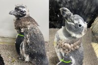 【すみだ水族館】すみだ水族館のペンギンたちの換羽のようすがわかる
「すみペン羽コレ2024」を開催