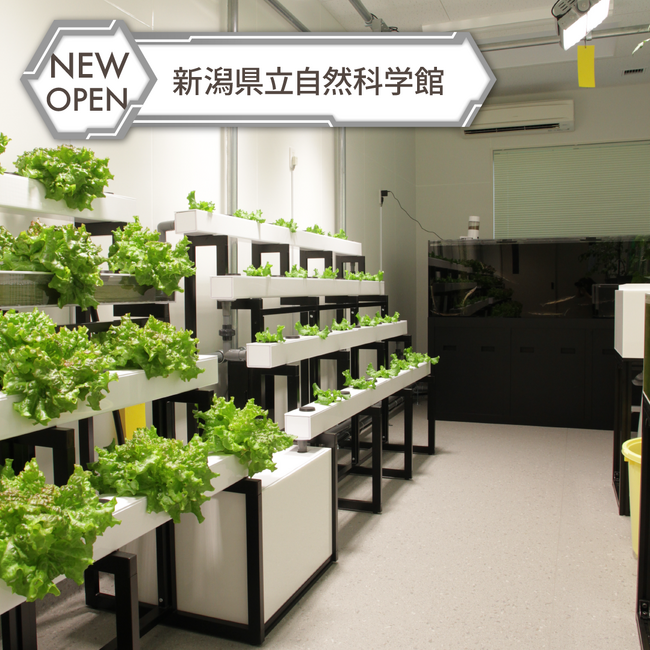 【株式会社プラントフォーム】新潟県立自然科学館にてアクアポニックス設備と水耕栽培施設の納入・運用支援を実施
