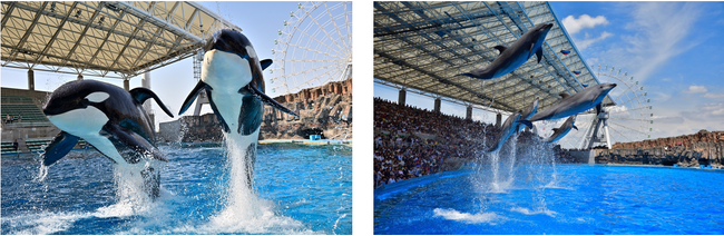 シャチ・イルカ・ベルーガ・ペンギン・ウミガメ・・・みんなで海の仲間に会いに行こう！『名古屋港水族館法人サポーター』になりました！
