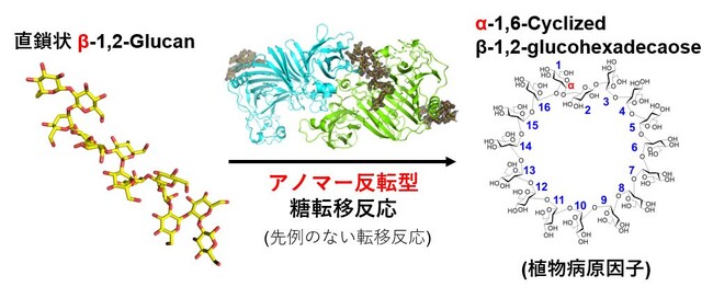 糖質加水分解酵素群の100年を超える研究の歴史の中で初めて見つかった糖転移反応 ～植物に対する病原性因子の環状糖を合成するアノマー反転型糖転移反応の発見～