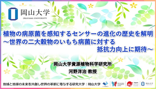【岡山大学】植物の病原菌を感知するセンサーの進化の歴史を解明～世界の二大穀物のいもち病菌に対する抵抗力向上に期待