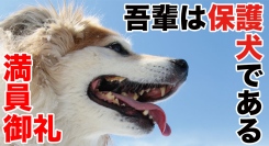 満席御礼！東京/茨城/沖縄で、映画『吾輩は保護犬である』が話題騒然！次は京都/愛知/埼玉/福岡へ！
