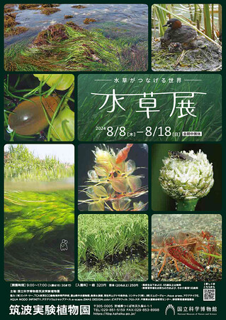 【国立科学博物館 筑波実験植物園】企画展「水草展2024～水草がつなげる世界～」開催のお知らせ