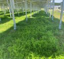 施設下にて栽培中の蜜源植物(ヘアリーベッチ) 施設下にて栽培中の蜜源植物(ヘアリーベッチ)