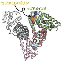 半世紀来の謎だったセファロスポリン系抗菌薬が薬によって多様な血漿タンパク結合率を示す理由を原子レベルで解明