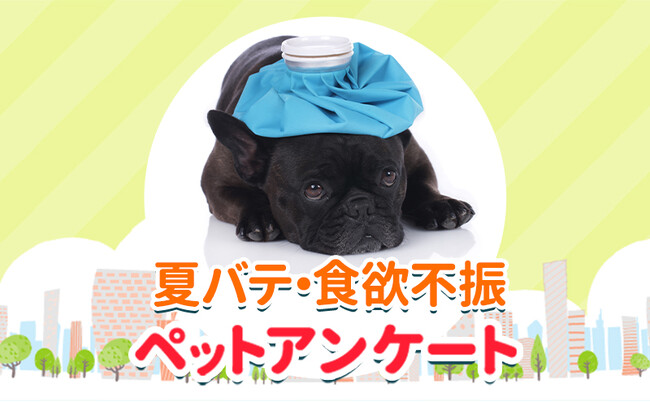ペットの夏バテは食欲不振から？ペットのフード事情も調査！『ペット保険比較のピクシー』