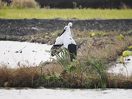 公益信託「サントリー世界愛鳥基金」2025年度助成先募集開始