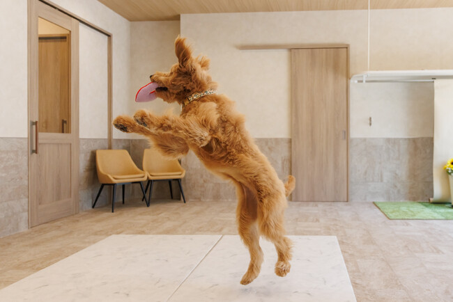 飼い主さまとペットのためのライフスタイル施設、「Dyplus AZABUDAI（ディプラス麻布台）」が2024年8月4日（日）にグランドオープン！