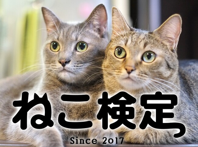 2025年3月、全国一斉に「ねこ検定」開催決定！東京農業大学 動物行動学研究室「猫と人との関係性に関する研究」との連携も
