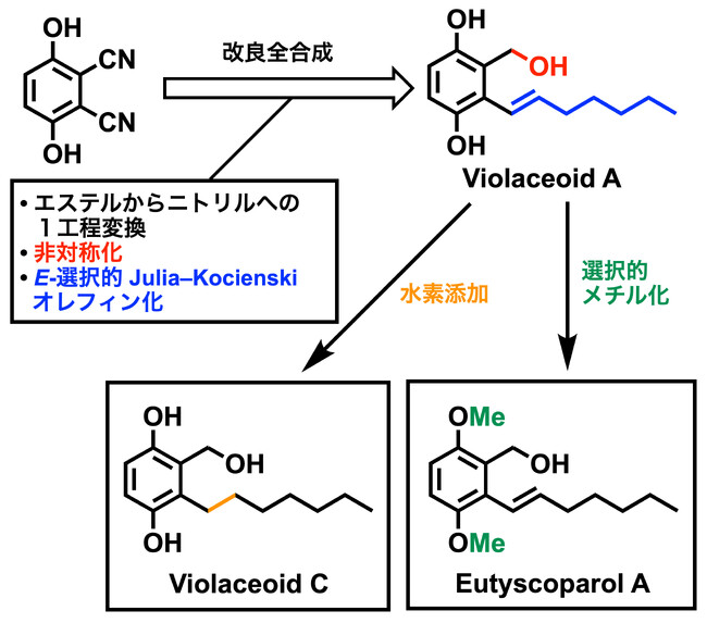ユーチスコパロールAとビオールアセオイドCの全合成を達成 ～薬学応用に向けた生理活性の解明に大きく前進～