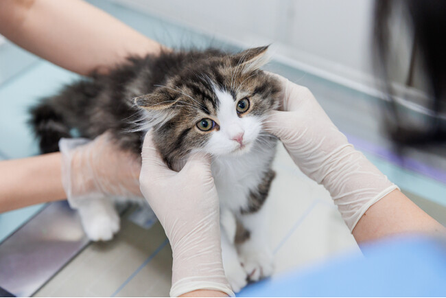 ペッツファースト　ペット業界におけるペットオークションやブリーダーなどの日齢偽装問題への対策